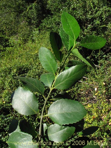 Image of Laureliopsis philippiana (Tepa / Laurela). Click to enlarge parts of image.